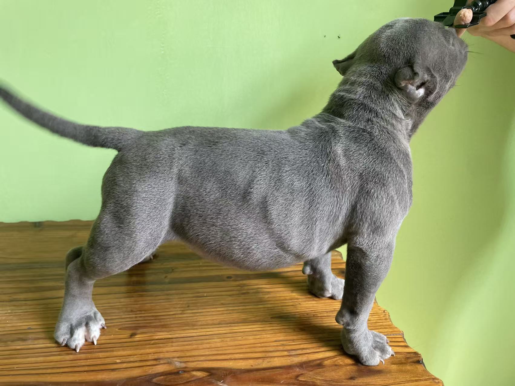 恶霸幼犬